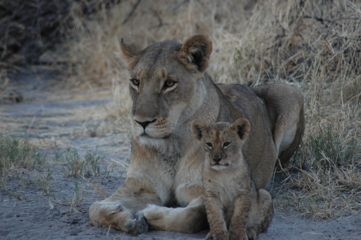 M lion and cub 